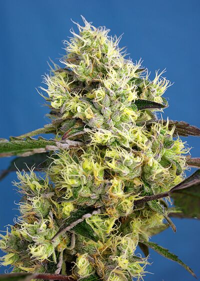 Auto Sweet Gelato