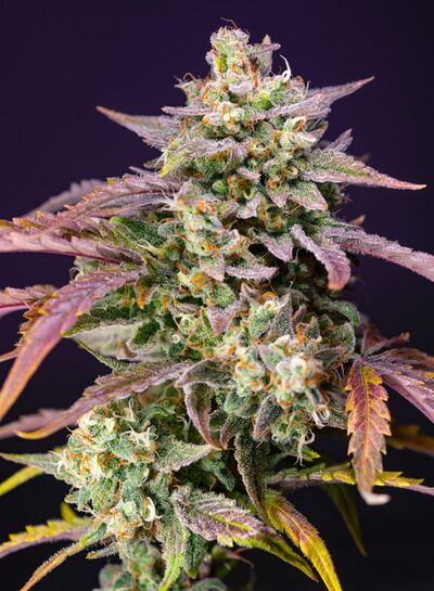 Auto Purple Punch OG XL