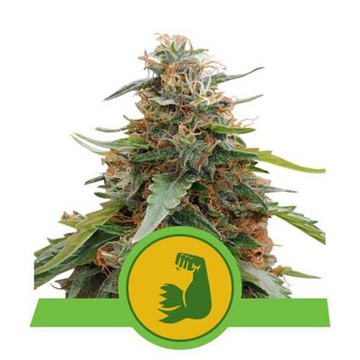 Auto HulkBerry
