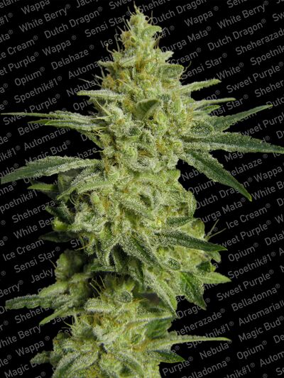 Allkush aka Sheherazade