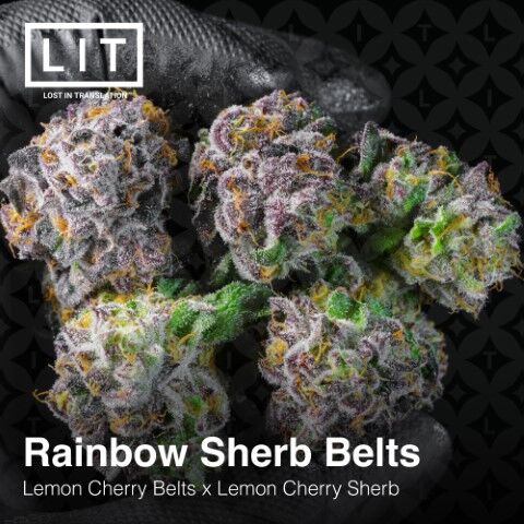 Cannabissamen Rainbow Sherb Belts feminisiert von LIT Farms – Bild 2