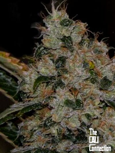 Chem 91 Sk Va Regulär