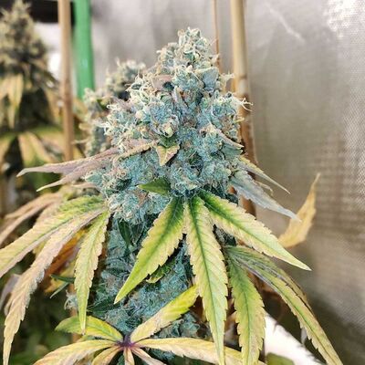 Sour Fire Tahoe Régulier