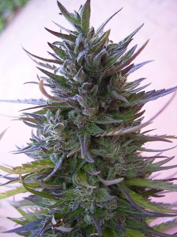 Nepal Mist Standard Regular cannabis seeds by Ace Seeds for indoor and outdoor – image 2