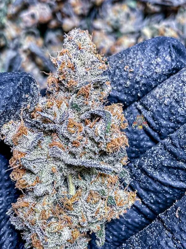 Grape Skunk Dog Regular cannabis seeds by Dragons Flame Genetics for indoor and outdoor – image 4