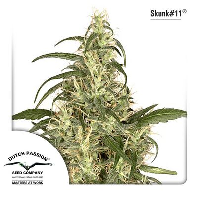 Skunk 11