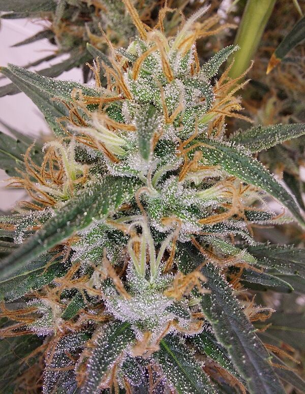 Graines de cannabis Super Panama Haze féminisées de Ace Seeds pour intérieur et extérieur – image 2