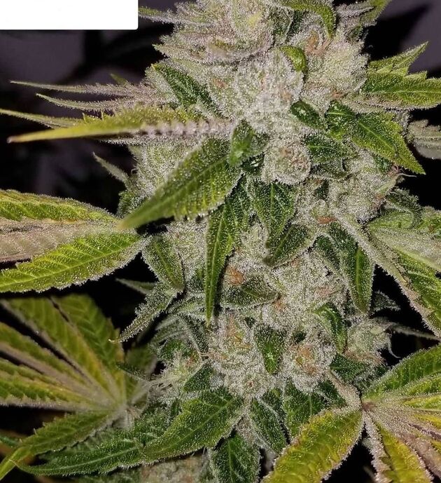 Cannabissamen Russell Regulär von Lucky Dog Cannabis Co. für Indoor und Outdoor – Bild 4