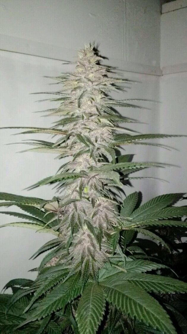 Graines de cannabis Violeta féminisées de Ace Seeds pour intérieur et extérieur – image 2