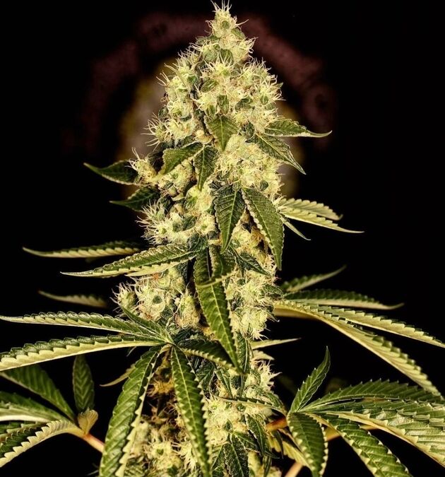 Cannabissamen Guerilla Fume Regulär von Lucky Dog Cannabis Co. für Indoor und Outdoor – Bild 2