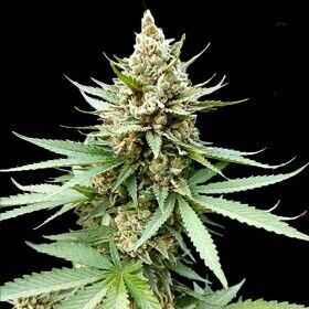Graines de cannabis Blue OG féminisées de G13 Labs pour intérieur et extérieur – image 2