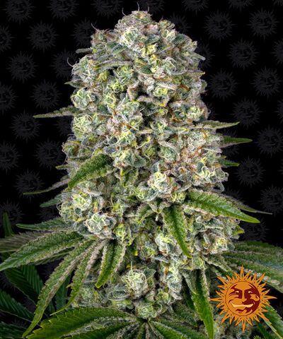 Tropicanna Banana