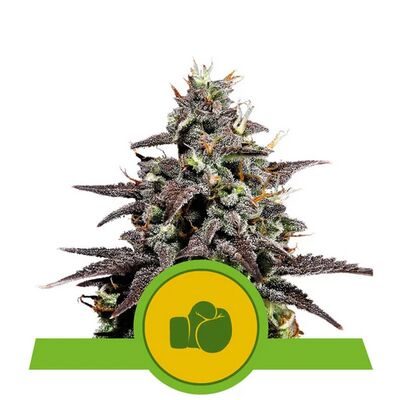 Auto Purple Punch