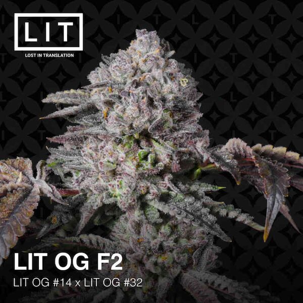 Cannabissamen LIT OG F2 feminisiert von LIT Farms – Bild 4