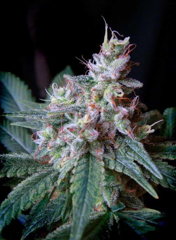 Cream Caramel feminised cannabis seeds by Sweet Seeds for indoor and outdoor