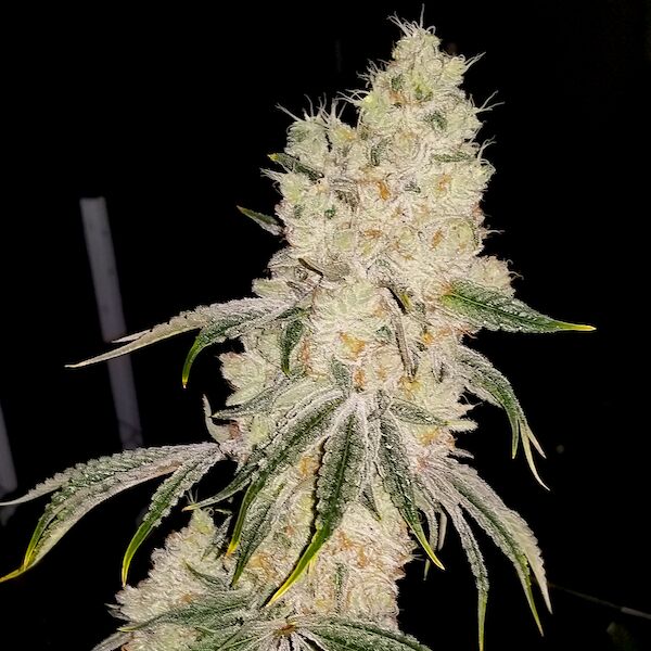 Gelato Punch feminised cannabis seeds by Elev8 Seeds for indoor and outdoor – image 2