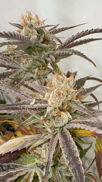 Pink Crumble