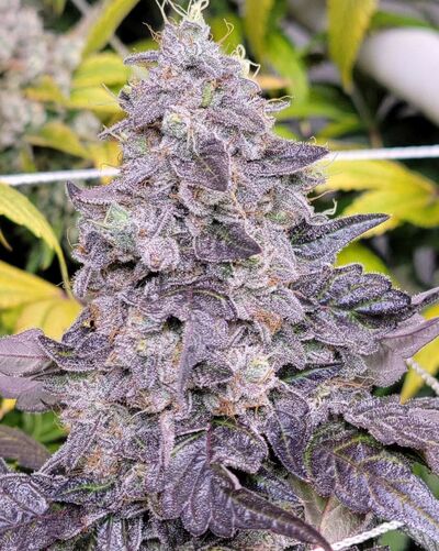 Chemborne 13 Régulier