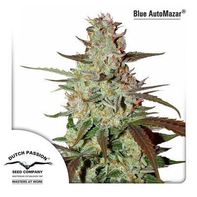 Auto Blue Mazar