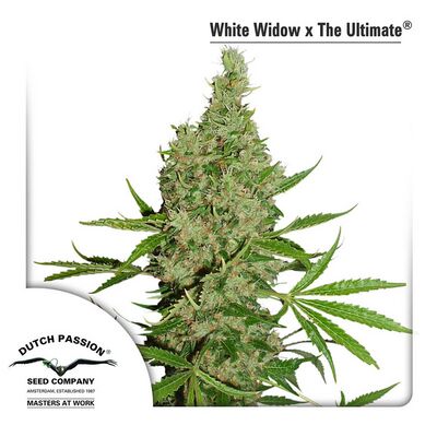 White Widow X The Ultimate Regular
