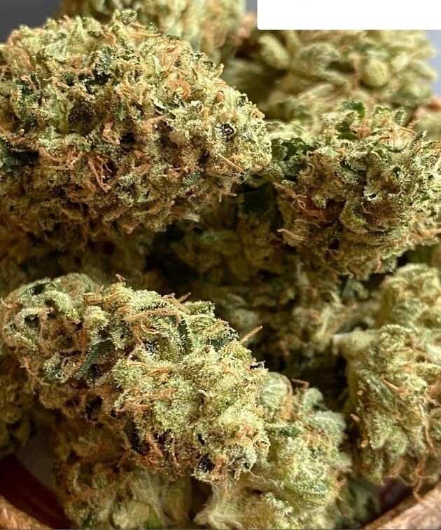 Cannabissamen Dog Patch Regulär von Lucky Dog Cannabis Co. für Indoor und Outdoor – Bild 4