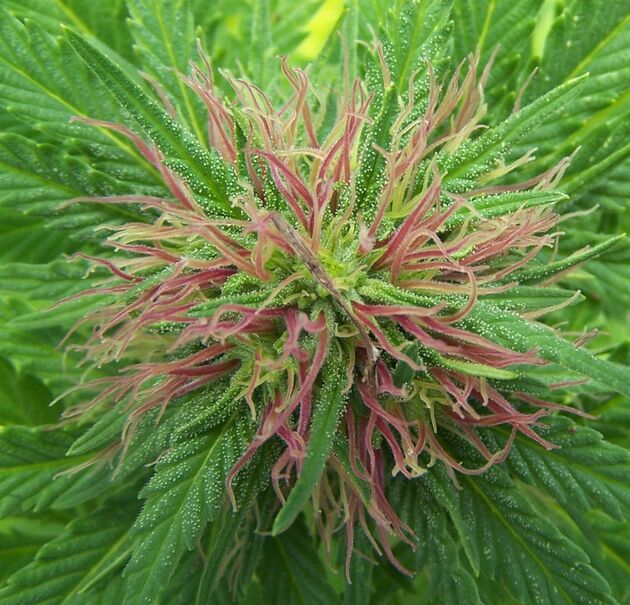 NORDLE Regular cannabis seeds by Mr. Nice for indoor and outdoor – image 3