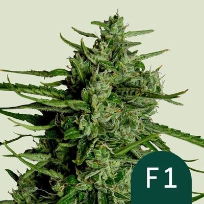 Auto Titan F1 (F1-Hybrid)