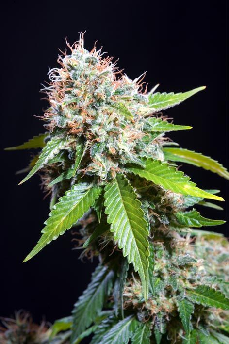 Graines de cannabis Züri Widow féminisées de Genehtik Seeds pour intérieur et extérieur – image 2