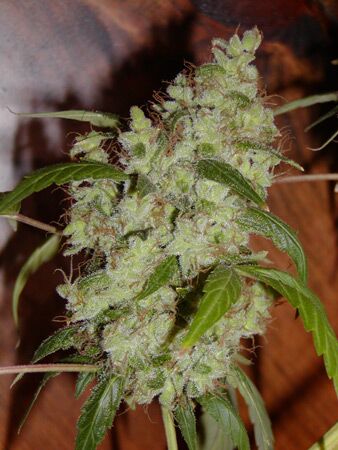 Mango x Widow Regular