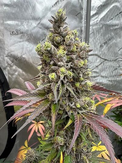 Dragon Cherry Moon Regular