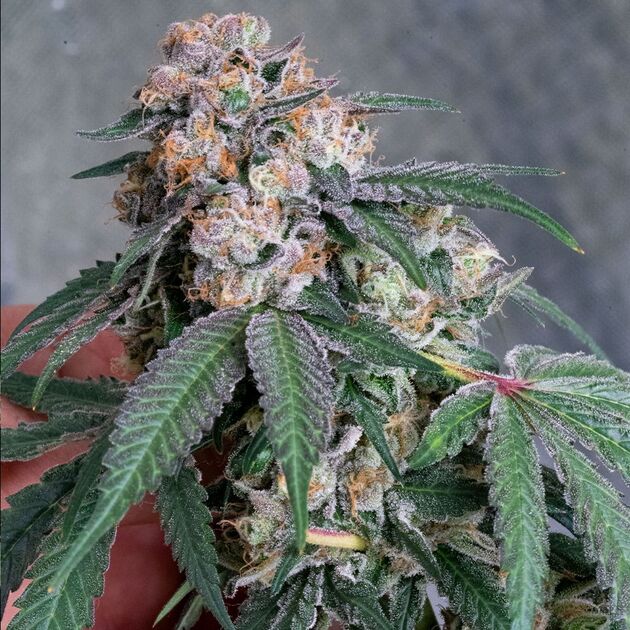 Sour Lemon Mochi Regular cannabis seeds by Karma Genetics for indoor and outdoor – image 2