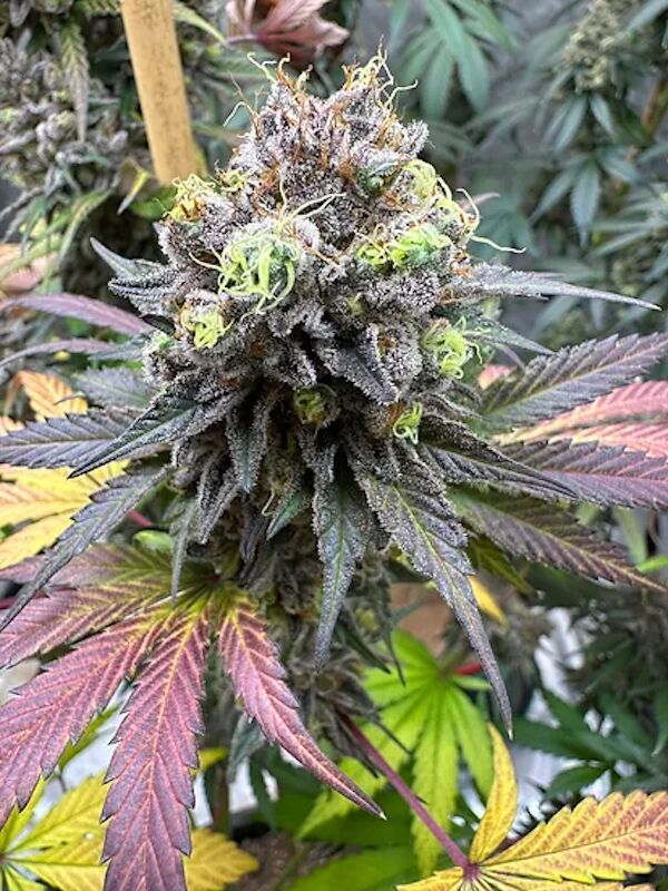 Dragon Cherry Moon Regular cannabis seeds by Dragons Flame Genetics for indoor and outdoor – image 4