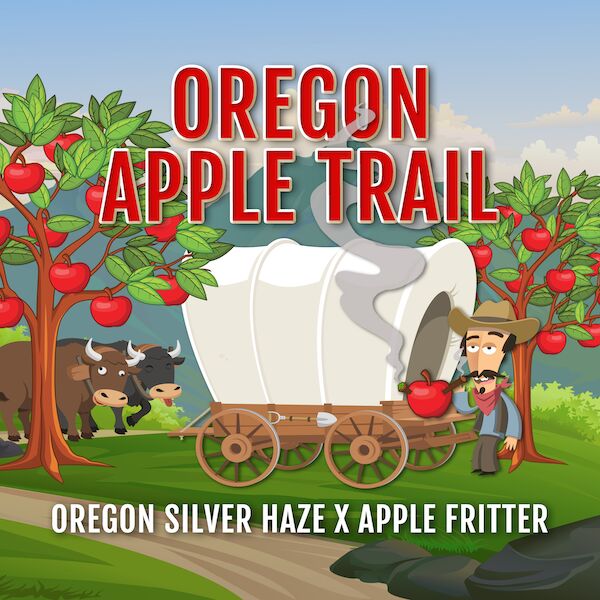 Graines de cannabis Oregon Apple Trail féminisées de Elev8 Seeds pour intérieur et extérieur – image 2