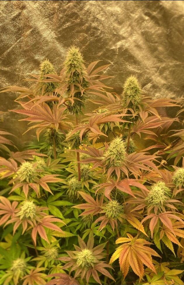 Graines de cannabis Lemon ZiZi Régulier de Karma Genetics pour intérieur et extérieur – image 2