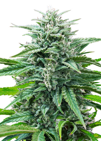 Auto Trainwreck