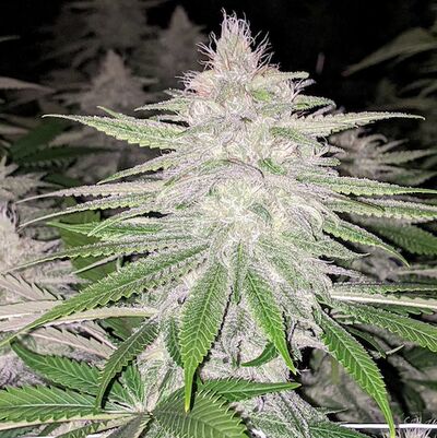 Starkiller Haze Regular