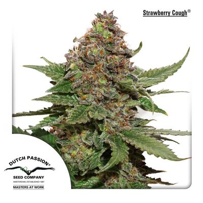 Strawberry Cough