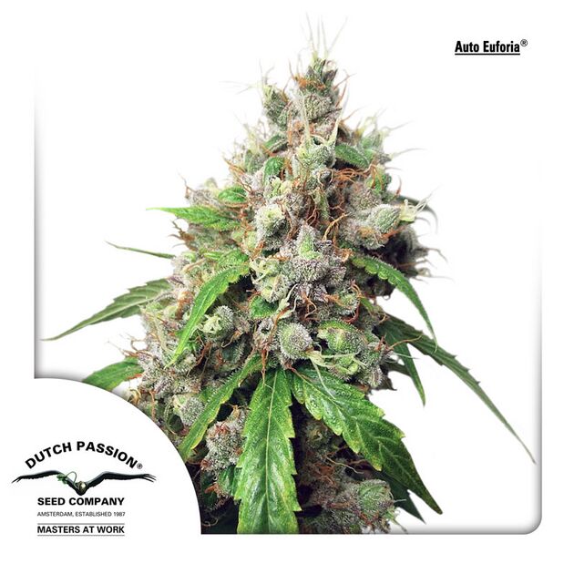 Auto Euforia feminised cannabis seeds by Dutch Passion for indoor and outdoor – image 2