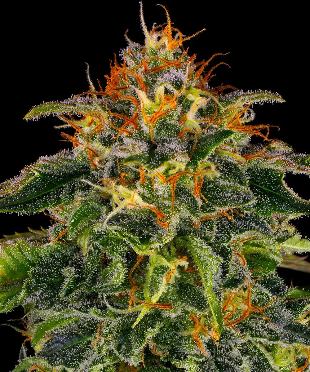 Graines de cannabis Moby Dick féminisées de Barney's Farm pour intérieur et extérieur