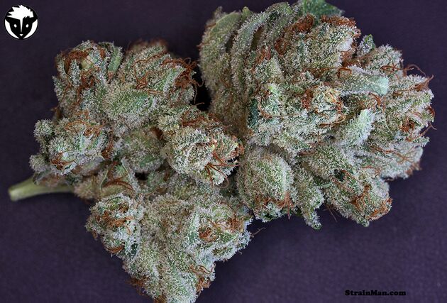 Scott's OG feminised cannabis seeds by Rare Dankness for indoor and outdoor – image 3