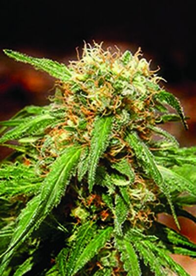 Sweet Thai