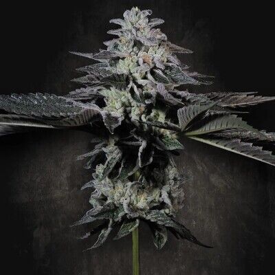 Tropicana Crush - Limited Edition