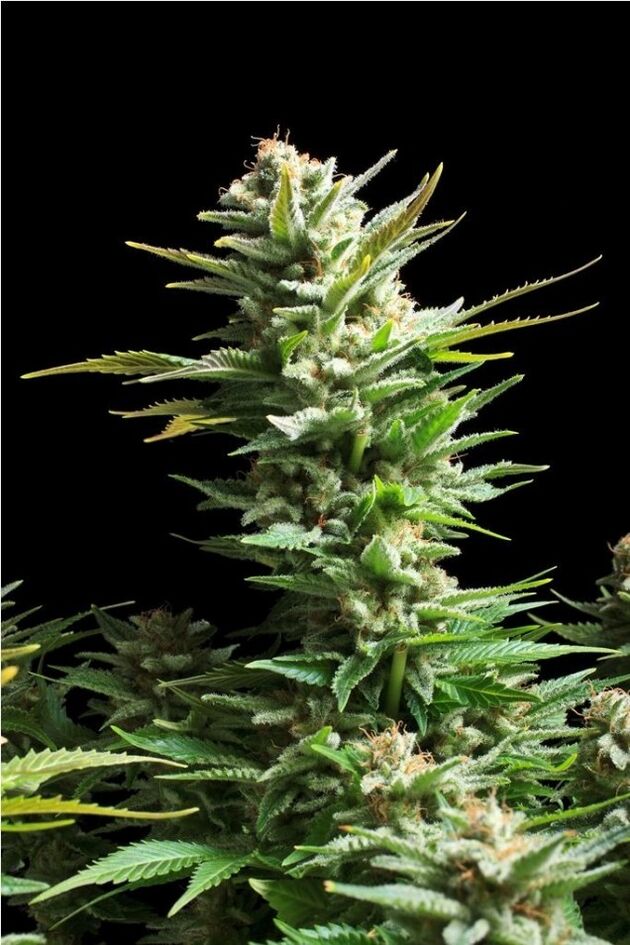 Graines de cannabis Amnesia Haze féminisées de Royal Queen Seeds pour intérieur et extérieur – image 3