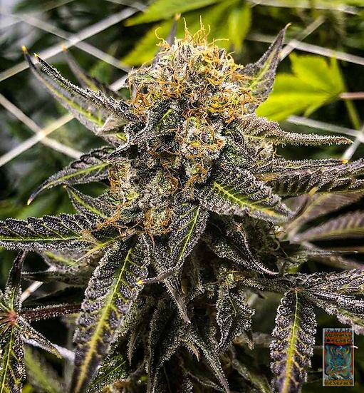 Dragons Dream Regular cannabis seeds by Dragons Flame Genetics for indoor and outdoor – image 3