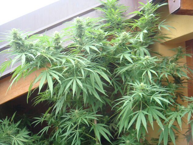 Cannabissamen ASH (Afghan Skunk Haze) Regulär von Mr. Nice für Indoor und Outdoor – Bild 2