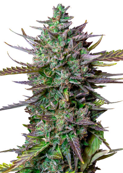 Auto Blue Cheese