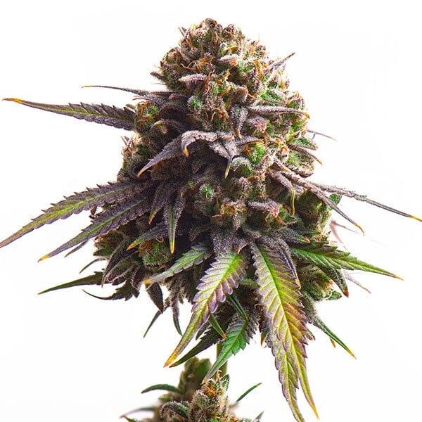 Biscotti feminised cannabis seeds by Royal Queen Seeds for indoor and outdoor – image 2