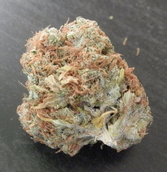 Courtesy Limited Edition Regulär