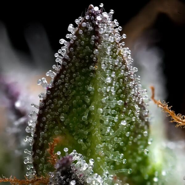 Graines de cannabis Zoap féminisées de Barney's Farm pour intérieur et extérieur – image 3