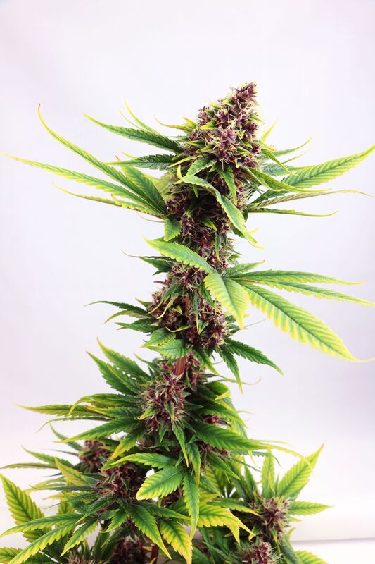 Cannabissamen Purple Kush feminisiert von Kannabia für Indoor und Outdoor – Bild 2